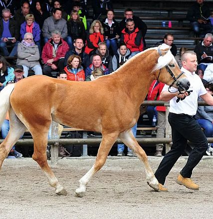 A chestnut horse with a white mane is being led by a man in a show ring, with spectators watching from the stands in the background.