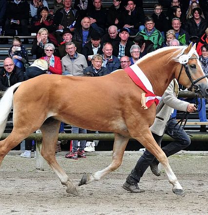 A chestnut horse with a white mane and tail trots elegantly in a ring, wearing a red sash. It is paraded by a handler, with an audience watching from the stands.