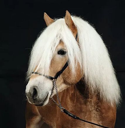 Cavallo marrone chiaro con criniera bianca lunga e folta, inquadrato di fronte, su sfondo nero. Indossa una cavezza semplice e catena.