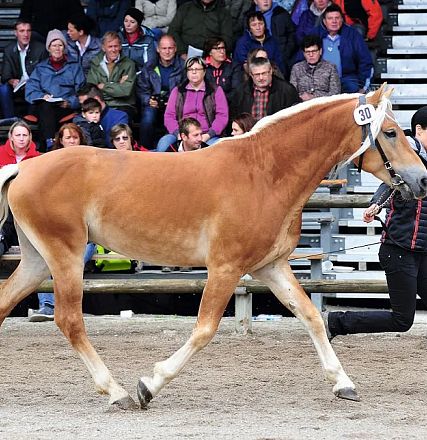 Eine Frau führt ein prächtiges, leichtfüßig trabendes Pferd im Freien an einer Leine. Zuschauer sitzen gespannt auf einer Tribüne im Hintergrund.