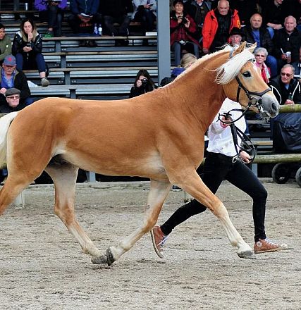 Ein blondes Pferd wird bei einer Vorführung von einer Person geführt. Es läuft im Trab über einen sandigen Boden, während viele Zuschauer zuschauen.