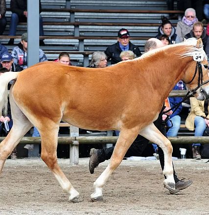 Un cavallo marrone con criniera bianca cammina su una pista di sabbia. In background, spettatori su gradinate osservano l'animale con interesse.