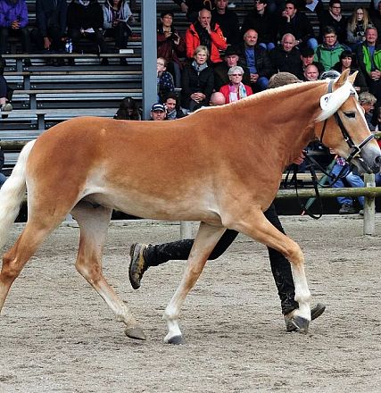 A chestnut horse with a light mane is being led by a person in front of a crowd seated in bleachers. The event appears to be a horse show.