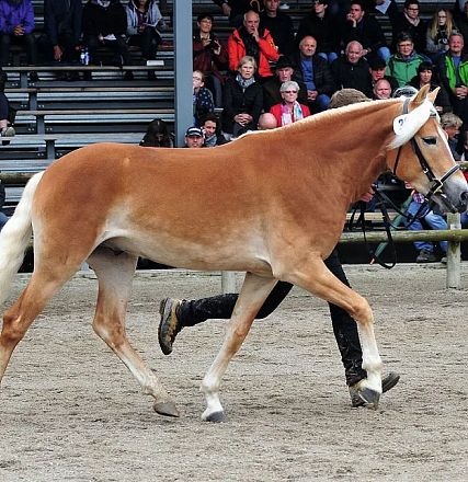 Ein hellbraunes Pferd mit heller Mähne wird von einer Person auf einem sandigen Boden vor einer sitzenden Menschenmenge geführt. Es scheint eine Pferdeschau zu sein.