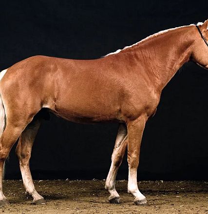 Ein kräftiges, braunes Pferd mit weißer Mähne und weißem Schweif steht vor einem dunklen Hintergrund auf sandigem Boden und trägt ein Halfter.