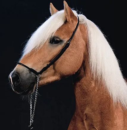 A chestnut horse with a long white mane stands in profile against a dark background, wearing a black halter with a chain lead rope attached.