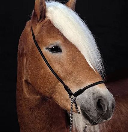 Ein braunes Pferd mit weißer Mähne und schwarzem Zaumzeug vor einem dunklen Hintergrund, zeigt den Kopf seitlich für ein Porträt.