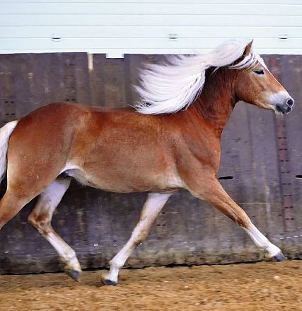 Ein braunes Pferd mit weißer Mähne und Schweif galoppiert dynamisch in einer Reithalle entlang einer Wand, der Boden ist mit Sand bedeckt.
