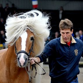Mann führt ein Pferd mit heller Mähne bei einer Veranstaltung. Hintergrund zeigt Zuschauer auf Tribünen, eine Flagge und Topfpflanzen.