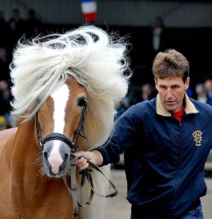 Mann führt ein Pferd mit heller Mähne bei einer Veranstaltung. Hintergrund zeigt Zuschauer auf Tribünen, eine Flagge und Topfpflanzen.
