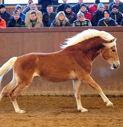 Un elegante cavallo marrone chiaro con criniera bionda si esibisce al trotto in un'arena interna, osservato da un gruppo di spettatori seduti.