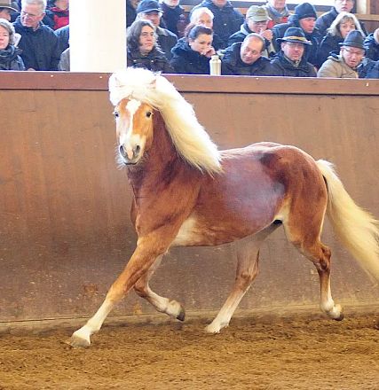 Cavallo dal manto castano e criniera bianca esibisce movimento elegante in arena coperta, osservato da spettatori seduti in tribuna.