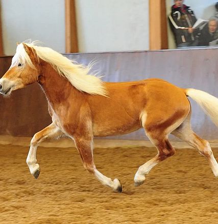 Un cavallo marrone chiaro con una criniera bianca sta galoppando in un'area interna sabbiosa. Alcune persone osservano dall'altro lato della recinzione.