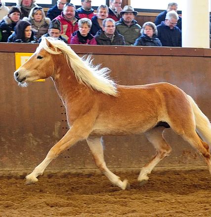 Un cavallo biondo trotta elegantemente in un'arena, osservato da un pubblico interessato seduto sugli spalti.