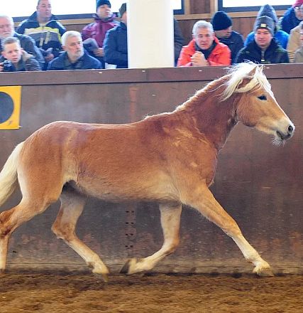 Un cavallo con criniera bianca corre al galoppo in un'arena interna, osservato da spettatori seduti sugli spalti in abbigliamento invernale.