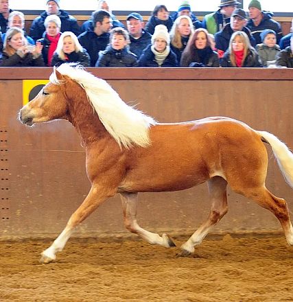 Un elegante cavallo marrone con criniera bianca cammina in un'arena, mentre il pubblico invernale osserva attentamente dalle tribune.