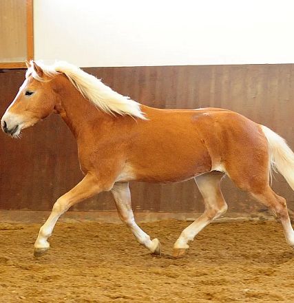 Un cavallo marrone chiaro con criniera bianca corre in un'arena interna. Il pavimento è di sabbia e le pareti sono di legno scuro.