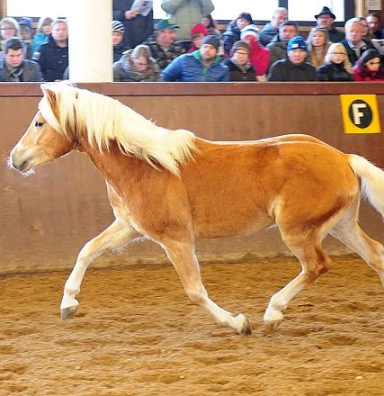 Un cavallo biondo dal manto dorato corre in un'arena sabbiosa al chiuso, osservato da un gruppo di persone sedute sui gradini.