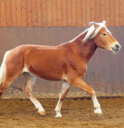 Un cavallo marrone chiaro cammina elegantemente in un recinto al coperto. Lo sfondo è costituito da pannelli di legno e sabbia sul terreno.