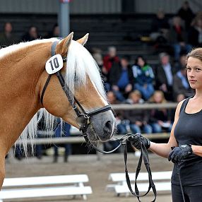 Eine Frau führt ein hellbraunes Pferd mit heller Mähne, das die Nummer 10 trägt. Sie trägt schwarze Kleidung und Handschuhe. Zuschauer im Hintergrund.