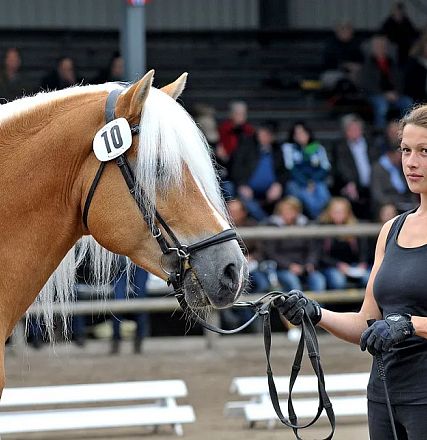 Eine Frau in schwarzer Kleidung führt ein schönes braunes Pferd mit heller Mähne auf einer Veranstaltung vor. Im Hintergrund sind Zuschauer auf Tribünen.
