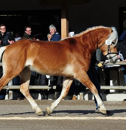 Un cavallo marrone chiaro con criniera bianca cammina su un percorso di sabbia davanti a una folla di spettatori.