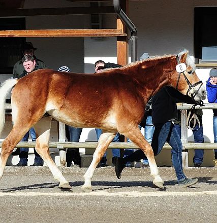 Cavallo marrone con criniera bianca cammina lungo una staccionata. Persone osservano in piedi sullo sfondo. Giornata soleggiata in un contesto rurale.