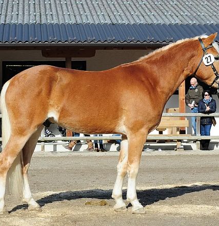 Un cavallo marrone con criniera bianca sta fermo in un recinto all'aperto, osservato da persone sullo sfondo vicino a un edificio.