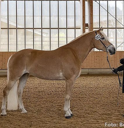 Eine blonde Frau steht in einer Reithalle und hält ein Reitpferd am Zügel. Das Pferd ist hellbraun mit einer hellen Mähne und steht auf sandigem Boden.