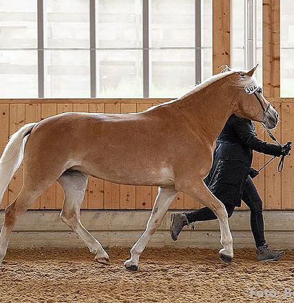 Ein hellbraunes Pferd mit weißem Schweif und Mähne wird von einer Person in schwarzer Kleidung in einer Reithalle geführt. Der Boden ist mit Sand bedeckt.