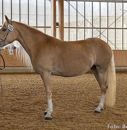 Eine Person in roter Weste hält ein braunes Pferd mit blonder Mähne in einem Reitstall. Die Halle ist hell, der Boden mit Sand bedeckt.