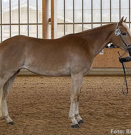 Eine Person führt ein großes braunes Pferd in einer Reithalle vor. Das Pferd trägt eine Teilnehmernummer und die Person hält es mit einem Zügel.