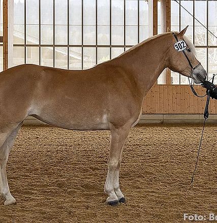 Eine Frau hält ein braunes Pferd mit blonder Mähne und weißem Schweif in einer Reithalle. Beide tragen Nummern. Die Halle hat große Fenster im Hintergrund.