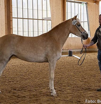 Ein Mann steht neben einem hellen Pferd in einer Reithalle. Der Mann hält das Pferd am Halfter, während er es wohlwollend betrachtet. Die Halle ist aus Holz.