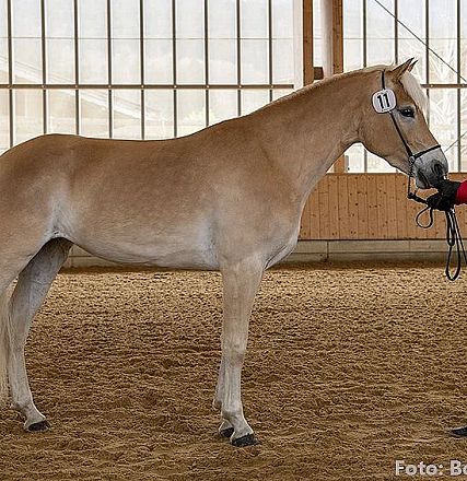Eine Person in roter Jacke steht neben einem hellbraunen Pferd in einer Reithalle. Die Person hält das Pferd am Halsband, während sie es betrachtet.