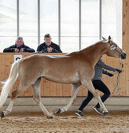 Ein braunes Pferd wird in einer Halle von einem Führer im Trab präsentiert. Im Hintergrund sind zwei Personen und Holzwände zu sehen.