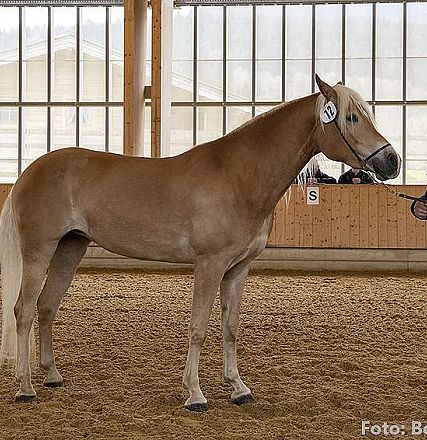 Ein großes, hellbraunes Pferd mit heller Mähne steht in einer Halle auf sandigem Boden. Ein Mann in blauer Jacke hält das Pferd am Halfter.