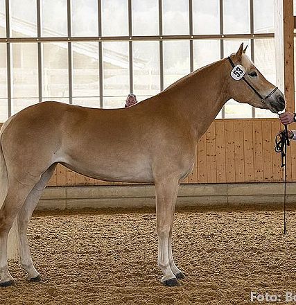 Ein hellbraunes Pferd steht in einer Reithalle neben einem Mann, der es an einem Halfter hält. Die Halle hat große Fenster und Holzwände.