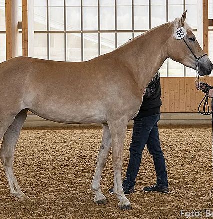 Ein sandfarbener Haflinger steht in einer Reithalle auf sandigem Boden. Zwei Personen stehen neben dem Pferd, eine hält es am Kopf.
