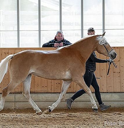 Ein hellbraunes Pferd wird in einer Halle von einer Person an einem Halfter geführt, während eine andere Person im Hintergrund das Geschehen beobachtet.