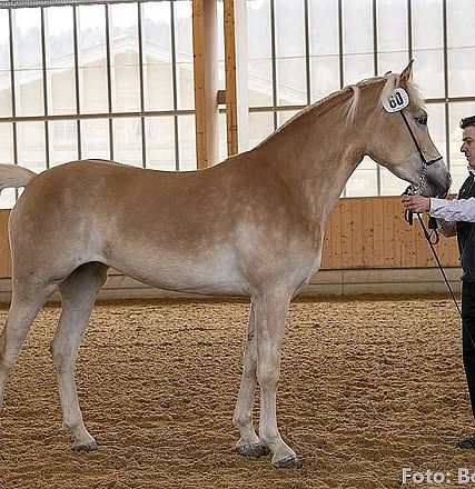 Ein Mann führt ein großes, hellbraunes Pferd mit einer Mähne in einer Reithalle. Das Pferd trägt die Nummer 860 auf einem Halsband.