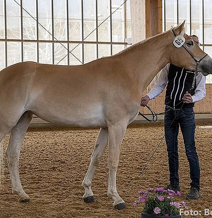 Ein hellbraunes Pferd steht in einer Reithalle neben einer Person, die es am Halfter hält. Im Vordergrund ist ein Blumenkübel zu sehen.