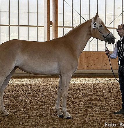 Ein Mann steht in einer Halle neben einem großen, hellbraunen Pferd. Beide blicken in die gleiche Richtung. Der Boden ist mit Sand bedeckt, im Hintergrund sind große Fenster.