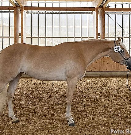 Eine Person in einer roten Weste steht in einer Halle neben einem hellbraunen Pferd. Das Pferd trägt eine Nummer am Halfter, und der Boden ist mit Sand bedeckt.