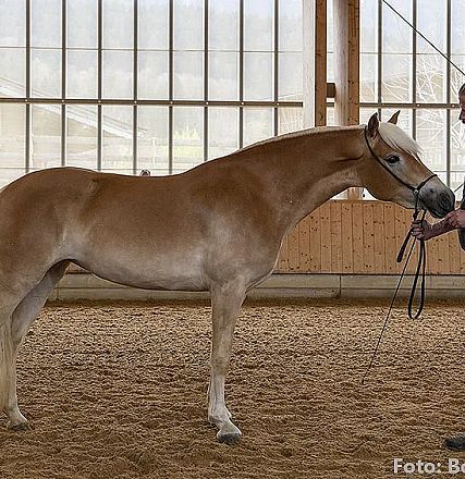Ein Mann steht in einer Reithalle neben einem braunen Pferd, das er am Halfter hält. Im Hintergrund sind Holzverkleidungen und große Fenster zu sehen.
