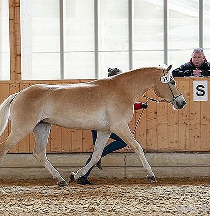 Ein hellbraunes Pferd wird von einer Person in einer Reithalle geführt. Zwei Zuschauer beobachten von einer Holztribüne. Helle Fenster im Hintergrund.