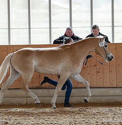 Ein hellbraunes Pferd wird von einer Person in einem Reitstall geführt. Im Hintergrund sind zwei Zuschauer vor einer Holzwand zu sehen.
