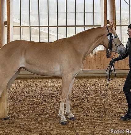 Eine Frau in dunkler Kleidung steht in einer Reithalle und hält ein hellbraunes Pferd am Zügel. Im Hintergrund sind Holzwände und große Fenster sichtbar.