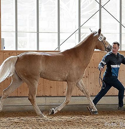 Ein Mensch führt ein großes, hellbraunes Pferd in einer Halle. Die Person hält das Pferd an einem langen Strick, während sie neben dem Tier geht.