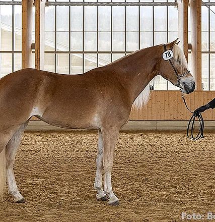 Ein braunes Pferd steht in einer Reithalle auf Sandboden, gehalten von einer Person in schwarzer Kleidung. Die Halle hat Holzwände und Fenster.